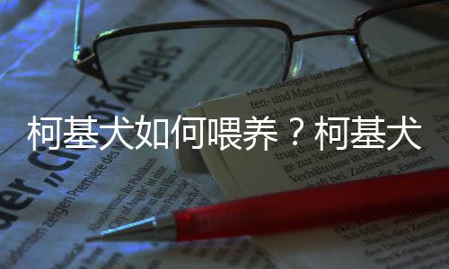 柯基犬如何喂养？柯基犬怎样训练？